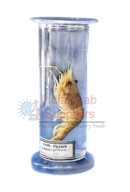 Zoology Specimen (Special)